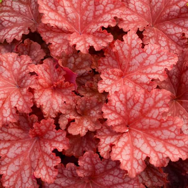 4.5 in. Qt. Dolce Peachberry Ice Coral Bells (Heuchera Hybrid) Live Perennial Plant with Orange Foliage