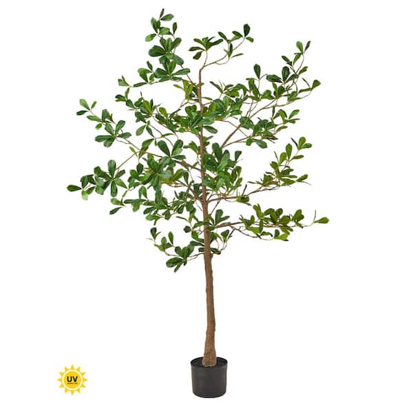 Regency Trees Regency International 5' UV Potted Almond Tree MTF26871-TTGR - The Home ...