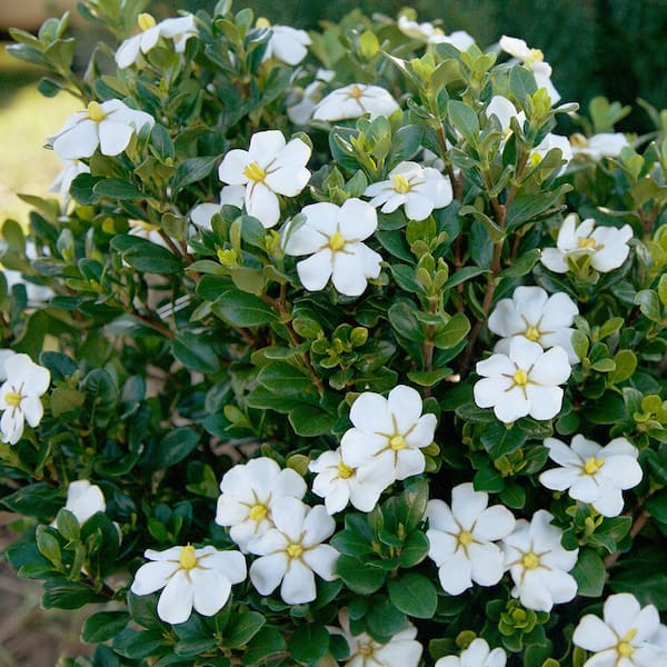 SOUTHERN LIVING 2 Gal. Scentamazing Gardenia - Live Evergreen