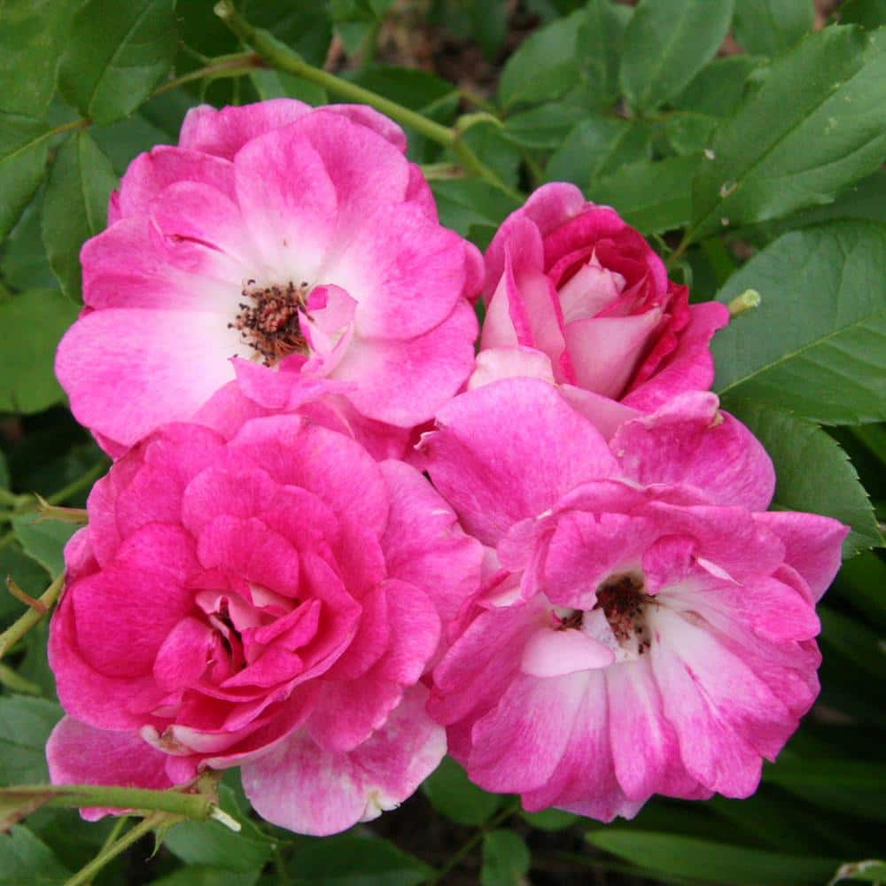 Spring Hill Nurseries Brilliant Pink Iceberg Floribunda Rose, Dormant Bare  Root Plant with Pink Flowers (1-Pack) 86285 - The Home Depot