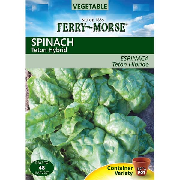Ferry-Morse Spinach Teton Hybrid Seed