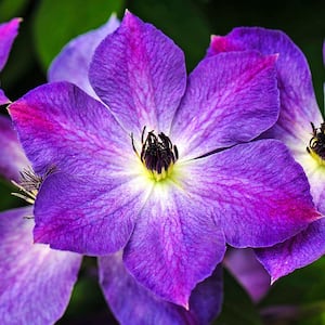 Purple Flowers Cloudburst Clematis Vine Live Perennial Plant Vine with 4 in. Pot (1-Pack)