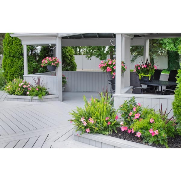 1.5 PT. Dipladenia Flowering Annual Shrub with Pink Blooms