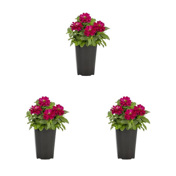 METROLINA GREENHOUSES 2 Qt. Zinnia Red Annual Plant (3-Pack)