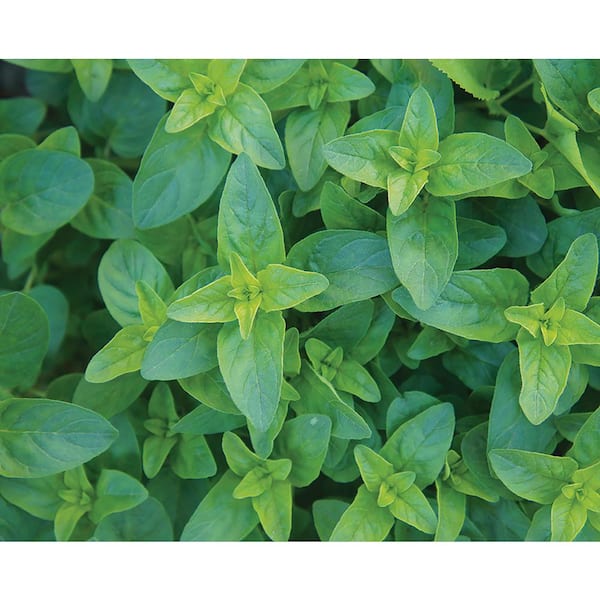 Organic Catnip Seed