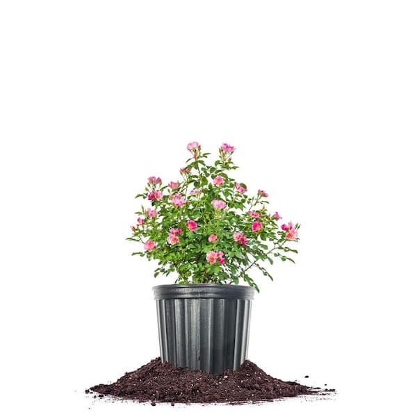Friendly Pink Rose in 1 Gal. Grower's Pot