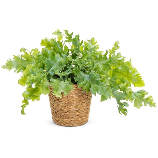 velvet unhealthy Mentality PROVEN WINNERS 7 in. Living Lace Davana (Aureum) - Blue Star Fern, Live  Plant, Seagrass Container (1-Pack) FERPRL0075107 - The Home Depot