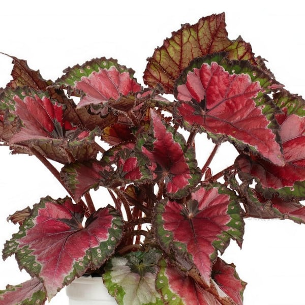 national PLANT NETWORK 6 in. Rex Begonia Cherry Fields House Plant
