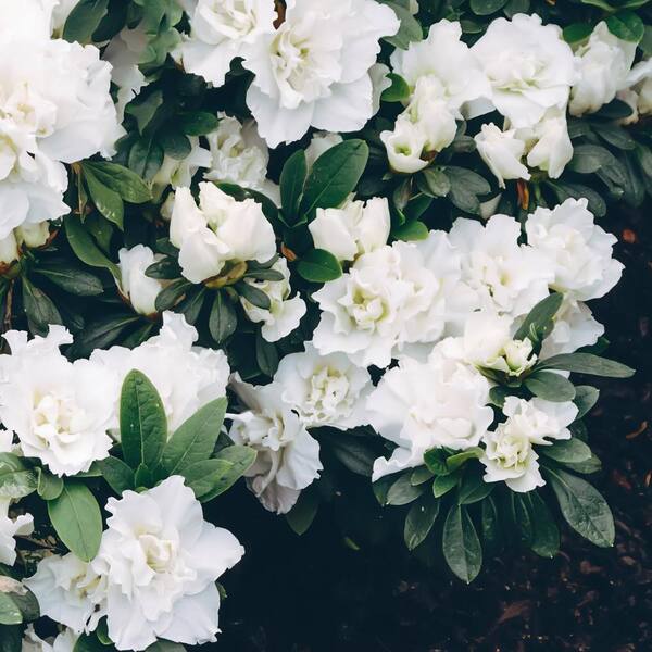 national PLANT NETWORK 2.25 Gal. Azalea Hardy Gardenia Flowering