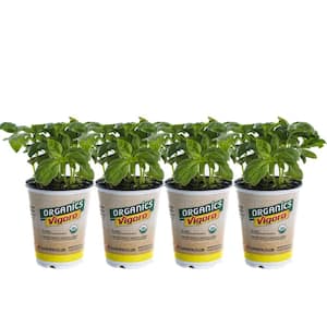 1 qt. Organic Super Sweet Genovese Basil Plant (4-Pack)