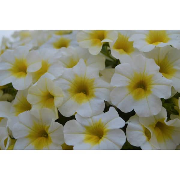 PROVEN WINNERS 1 Qt. Superbells Over Easy Calibrachoa Plant 004365