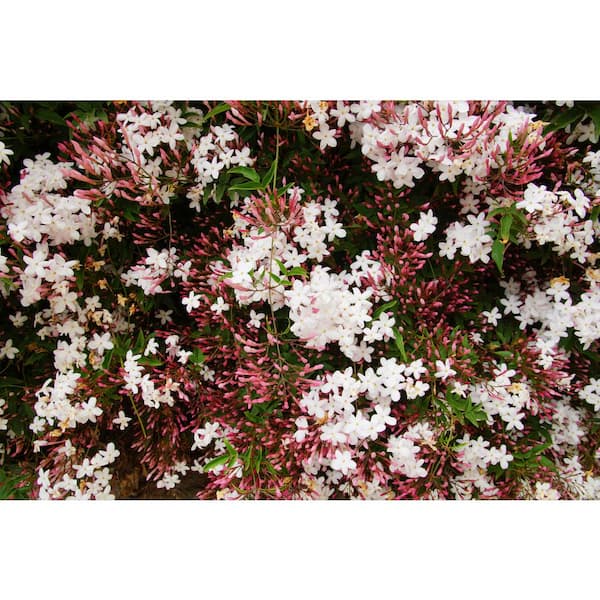 8 qt. Jasmine Flowering Shrub with Pink Blooms
