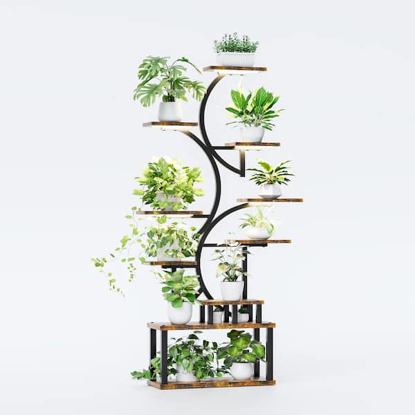 where to buy succulent plants Living Stones For Sale  Logee's Plants