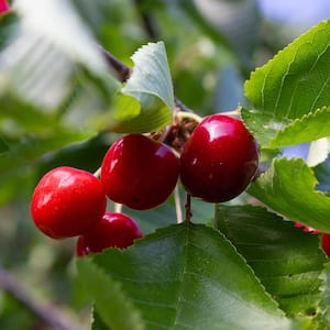 Online Orchards 3 ft. Red Delicious Apple Tree with Deep Ruby Red Fruit Best for Fresh Eating