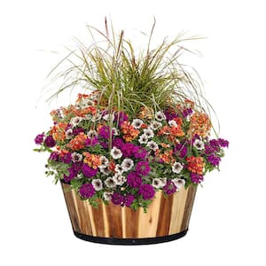 21 in. Acacia Wood Whiskey Barrel Planter