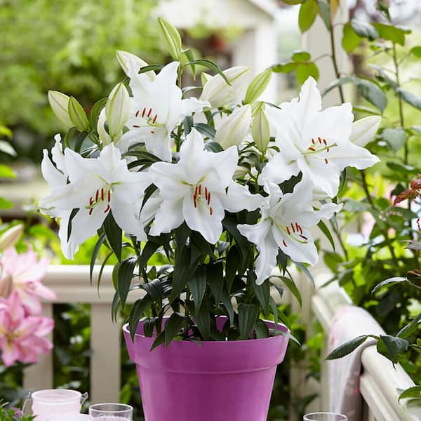 VAN ZYVERDEN Patio White Romance Lilies Kit with 7 Bulbs, Metal Planter, Nursery Pot, Medium, Gloves, Planting Stock
