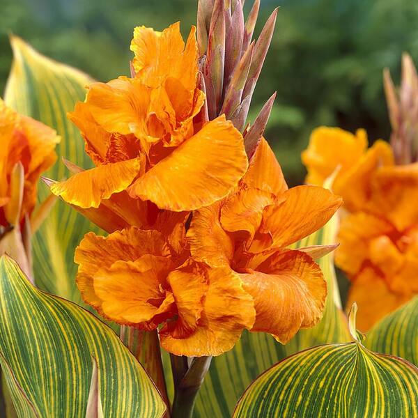 VAN ZYVERDEN Giant Cannas Striata (Set of 3 Bulbs) 84523 - The