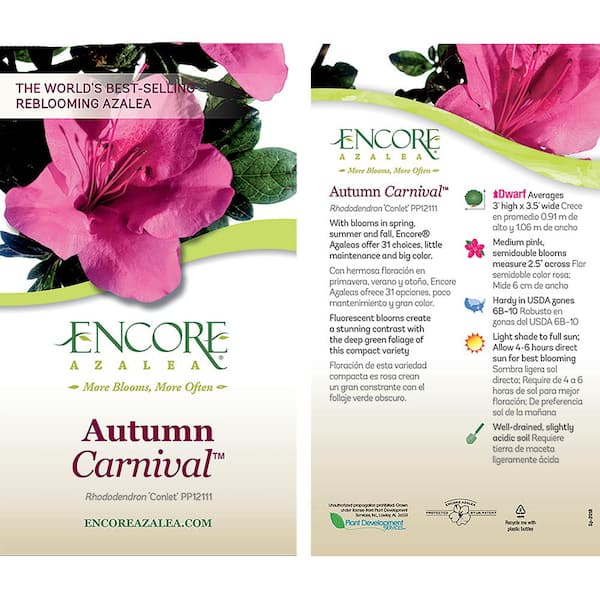 Reviews for ENCORE AZALEA 1 Gal. Autumn Carnival Azalea Shrub with  Fluorescent Pink Flowers | Pg 1 - The Home Depot