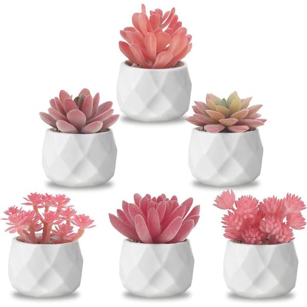 succulent plush Succulent Plush Assorted Styles main image 0