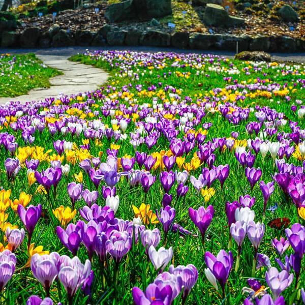 Van Bourgondien Mixture Giant Crocus Bulb (100-Pack)