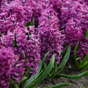 Purple Sensation Hyacinths Bulbs (Set of 10)