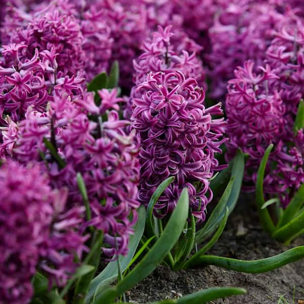 VAN ZYVERDEN Purple Sensation Hyacinths Bulbs (Set of 10)