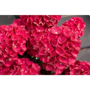 2.5 Qt. Akadama Hydrangea with Red Blooms