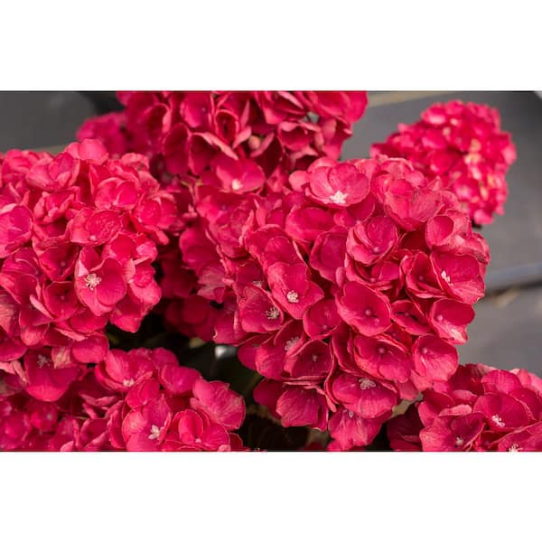 national PLANT NETWORK 2.5 Qt. Akadama Hydrangea with Red Blooms