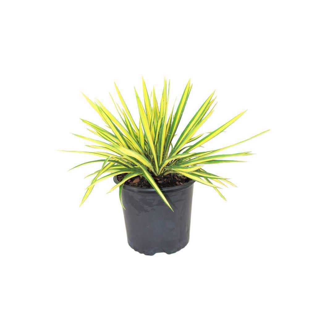 BELL NURSERY 3 Gal. Color Guard Adams Needle (Yucca) Flowering