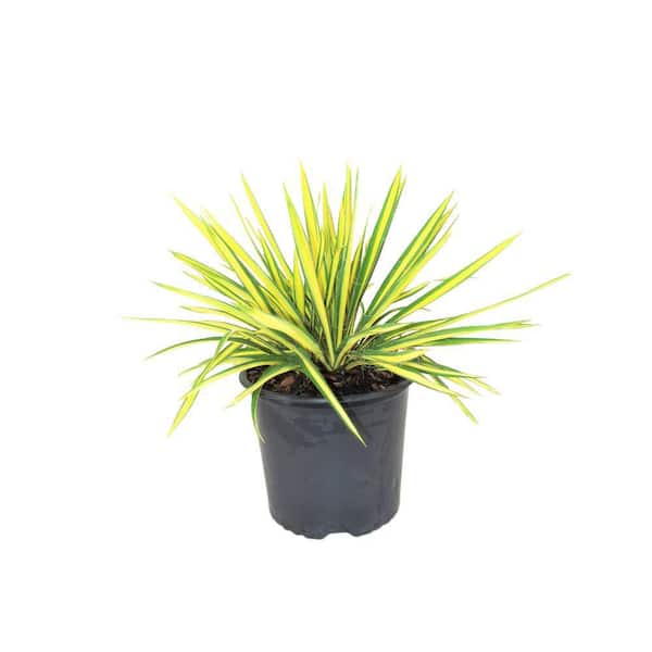 BELL NURSERY 3 Gal. Color Guard Adams Needle (Yucca) Flowering