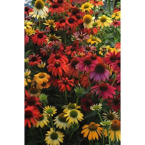 3 Gal. Cheyenne Spirit Echinacea (Coneflower) Live Flowering Full Sun Perennial Plant with Assorted Blossom Colors