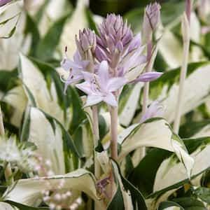Lavender Hosta Fire and Ice Roots (3-Pack)