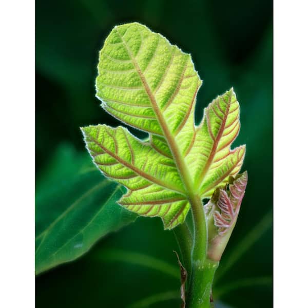 BELL NURSERY - 3 Gal. 'Chicago Hardy' Fig (Ficus Carica) Live Fruit-Bearing Tree Plant with Light Purple Fruit, Pink Centers (1-Pack)