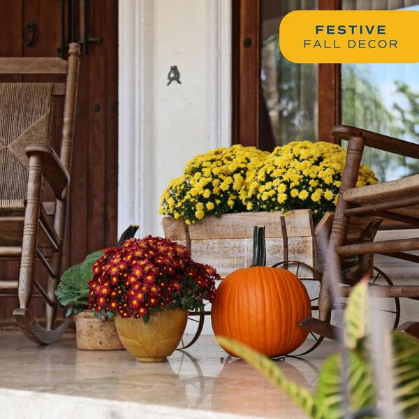 Costa Farms - Yellow Ready to Bloom Fall Chrysanthemum Outdoor Plant in 3 Qt. Grower Pot, Avg. Shipping Height 1-2 ft. Tall (2-Pack)