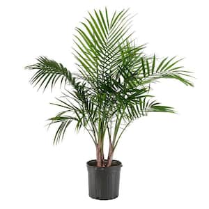 10 in. Majesty Palm Plant with Green Foliage