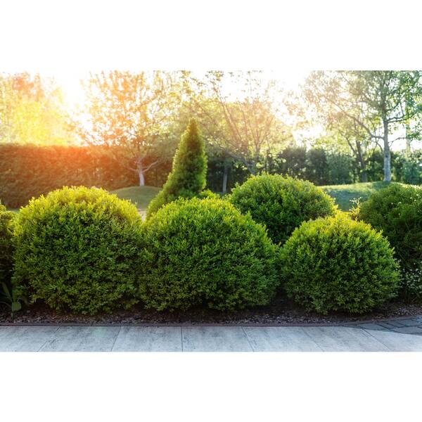 BELL NURSERY 2 Gal. Green Mountain Boxwood Live Shrub 1000008793