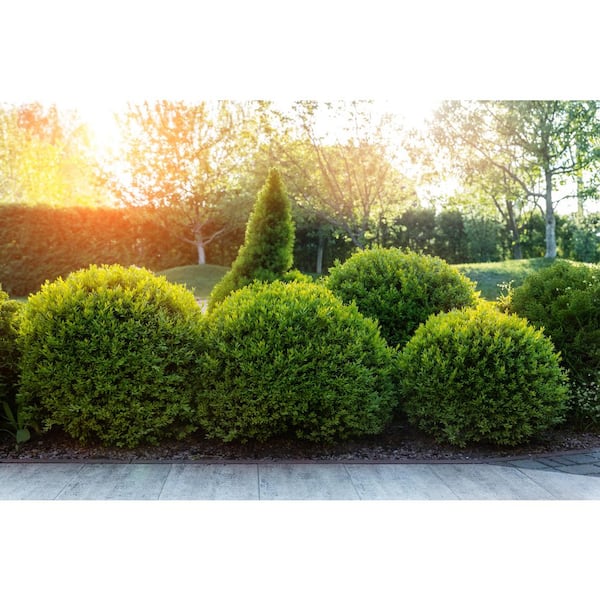 bark plant Ponderosa Pine – Sparrowhawk Native Plants