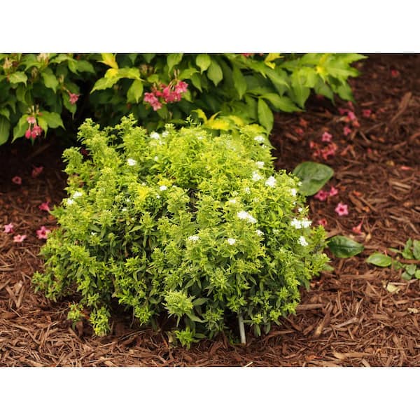Goldflame Spirea Shrub (1 Gal) - Neon yellow foliage clashes beautiful –  Online Orchards