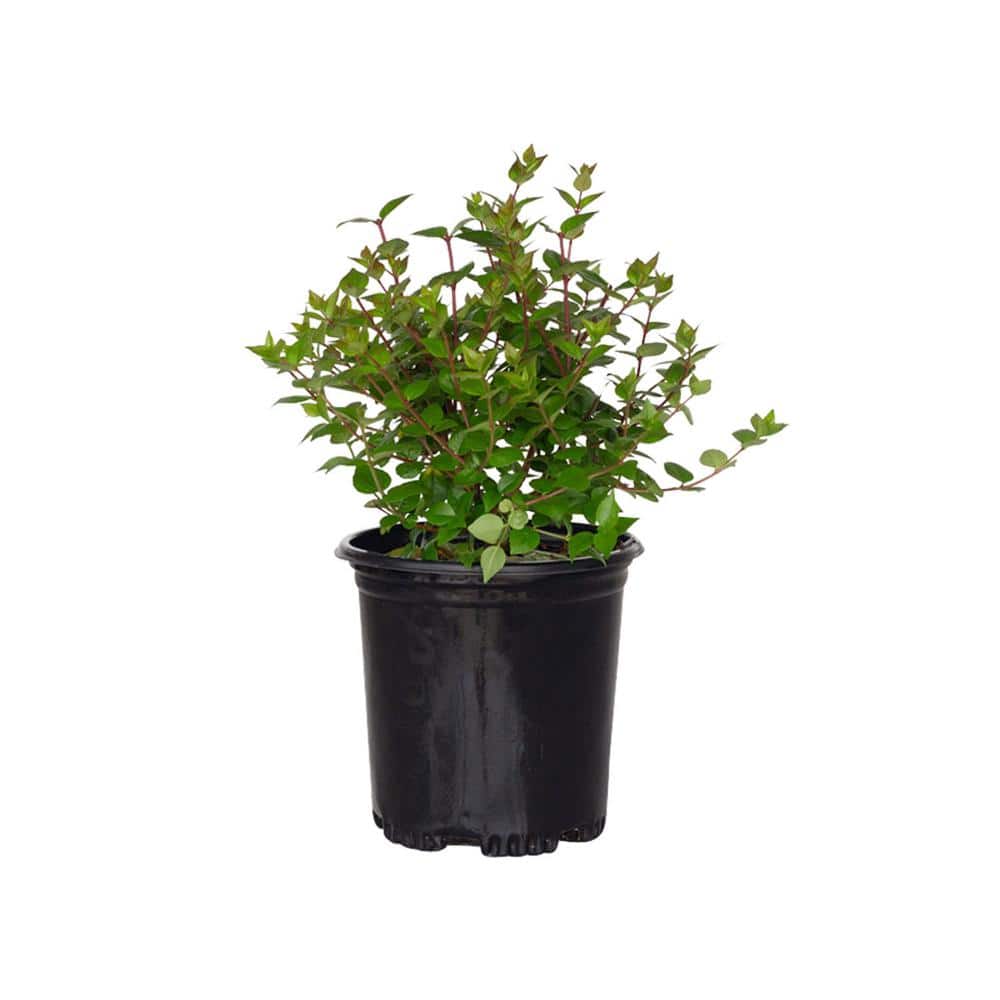 2.5 Qt. Rose Creek Abelia with Petite White Blooms, Live Semi-Evergreen Shrub Plant price history on PriceWatchPro