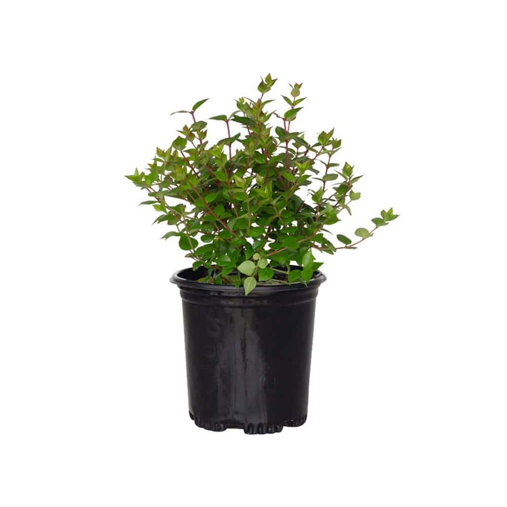 Flowerwood 2.5 Qt. Rose Creek Abelia With Petite White Blooms, Live 