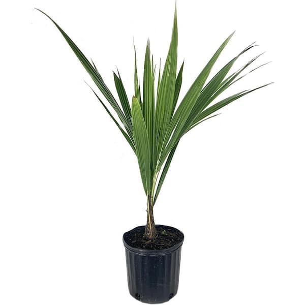 Wekiva Foliage High Plateau Coconut Palm Tree -Live Plant in a 3 gal. Pot-Beccariophoenix Alfredii-Ornamental Cold Hardy Coconut Palm