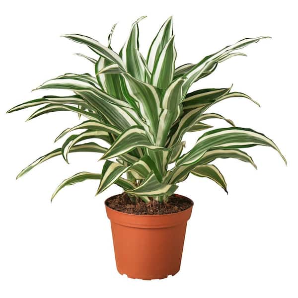 Unbranded White Jewel (Dracaena) Plant in 6 in. Grower Pot
