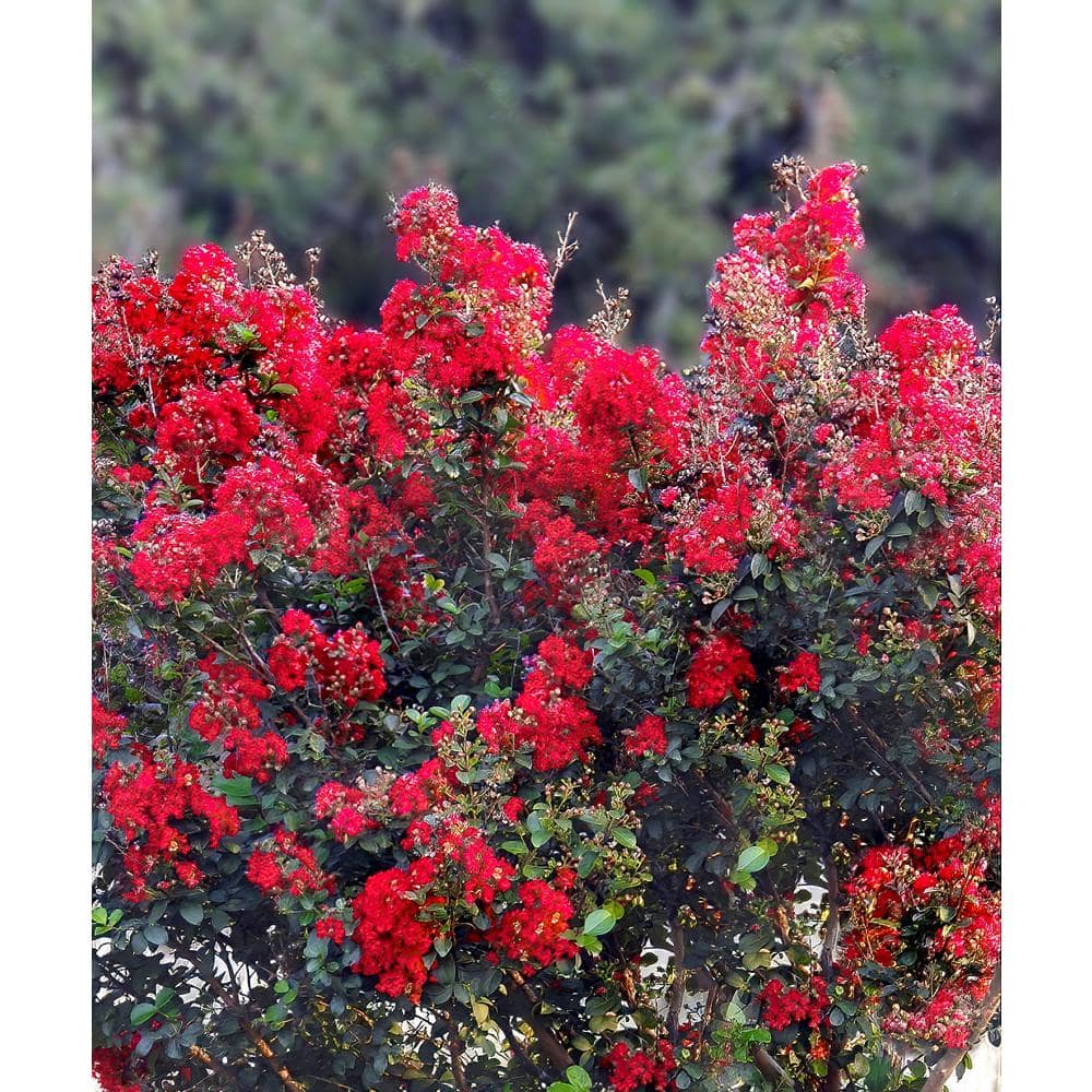 3 Gallon Red Deciduous Crepe Myrtle Shrub