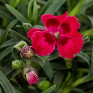 #5 1 Qt. Fire Star Red Dianthus Plant