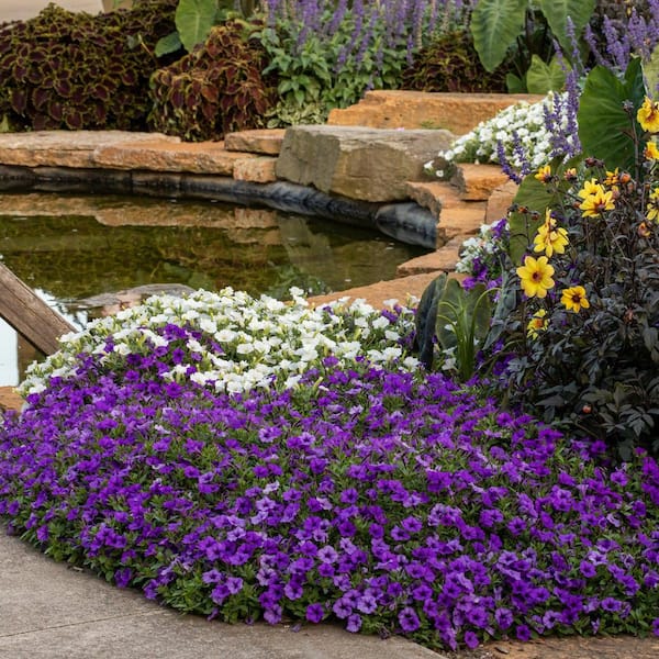 Proven Winners 4.25 in. Eco+ Grande Supertunia Mini Vista Indigo