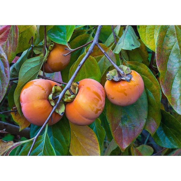 Online Orchards 3 ft. Fuyu Persimmon Tree with Tasting Notes Of Cinnamon  and Brown Sugar and No Astringency FTPM001 - The Home Depot