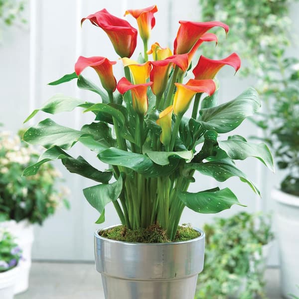 VAN ZYVERDEN Callas Captain Fuego (Set of 3 Bulbs)