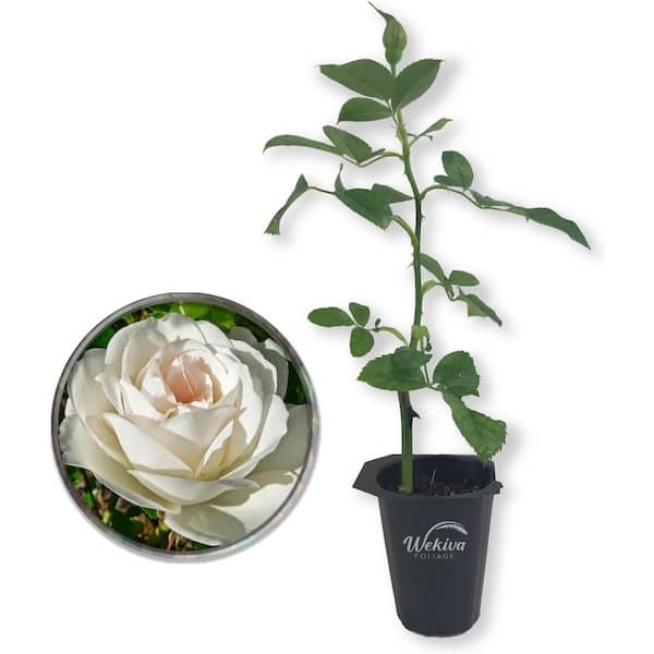 Iceberg Rose Bush-Live Starter Plant in a 2 Inch Pot-Beautifully Fragrant Rose from Florida-Rich Fragrance