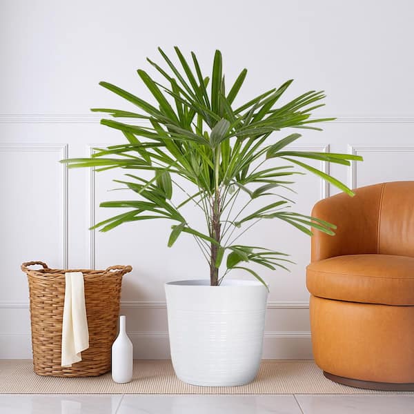 buy gloriosum philodendron Philodendron Gloriosum