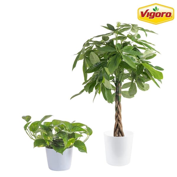 10 in. Pachira Money Tree and 6 in. Golden Pothos Plant in White Decor Planter, (2 Pack)